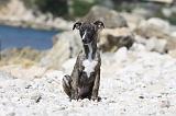WHIPPET 262